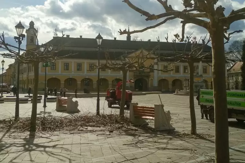 Metszik a Széchenyi téri platánokat