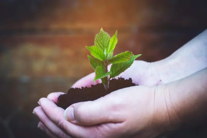 Faültetés a Kis-Duna sétányon