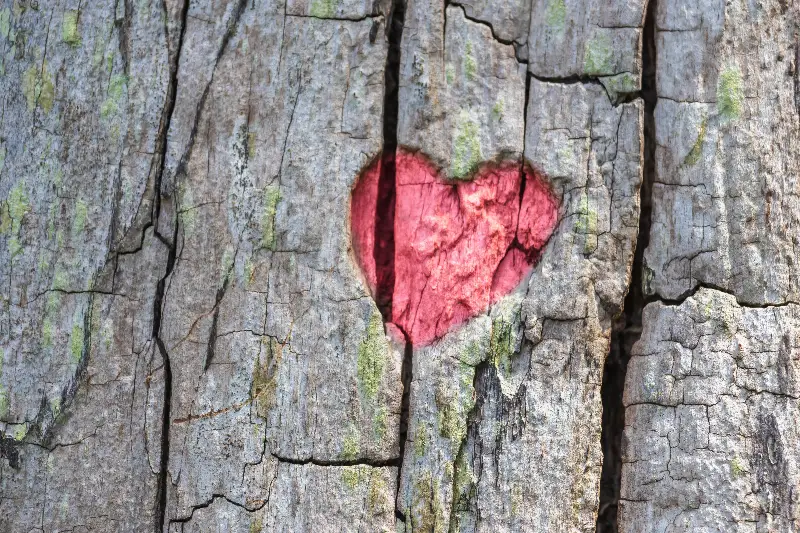 Lakossági tájékoztató faápolási munkákról
