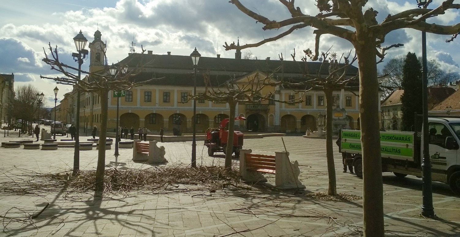 Metszik a Széchenyi téri platánokat